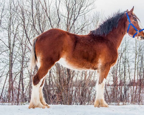 Zuchtstute River Run Brooklyn (Clydesdale, 2015, von Labor's End Sir Hinchcliff)