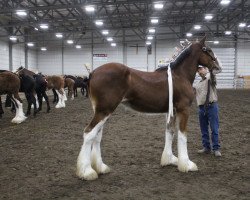 horse Calico La Quinta (Clydesdale, 2019, from Calico Meistro)