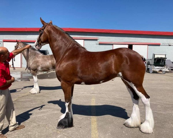 Pferd Calico Nessa (Clydesdale, 2016, von Calico Great Galaxy)