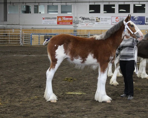 horse Pineriver Bristol (Clydesdale, 2021, from Willow Way Quasar)