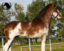 stallion Willow Way Quasar (Clydesdale, 2016, from Willow Way Kelso)