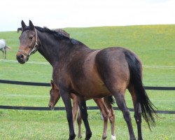 broodmare Ronja 2213 (Brandenburg, 2002, from Ramiro's Match)