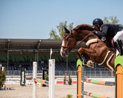 jumper Queen Bee 10 (Hanoverian, 2012, from FRH Quaid)