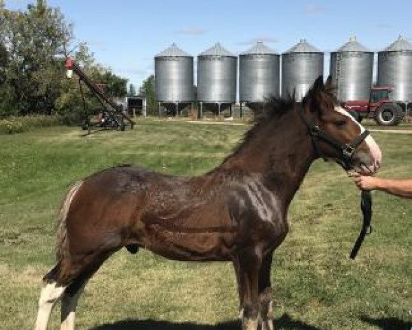 horse Banga's Marco (Clydesdale, 2019, from Cedarlane Ouray Warrior)