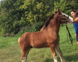 Pferd Banga's Ajax (Clydesdale, 2018, von Cedarlane Ouray Warrior)