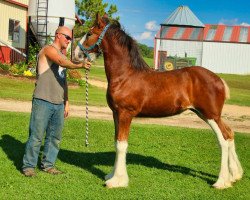 Pferd Brookside Cheyenne (Clydesdale, 2020, von Tablerock's Cracker Jack)