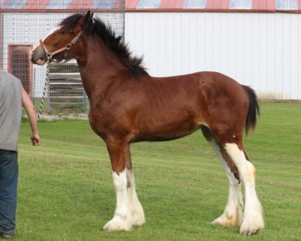 Pferd Brookside Georgie (Clydesdale, 2020, von Tablerock's Cracker Jack)