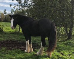 horse Cey's Buairach (Clydesdale, 2017, from Amethyst Hayden)