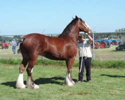 horse Banga's Bella (Clydesdale, 2011, from Forwood's Rebel Lad)