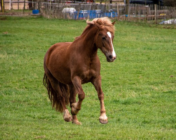 Pferd Three-Stars Daffodil (Welsh-Cob (Sek. D), 2016, von Cwmmeudwy Dylan Thomas)