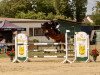 jumper Calimero 754 (Oldenburg show jumper, 2014, from Casiro I)