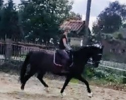 jumper Coertice (Zangersheide riding horse, 2014, from Cascor Z)