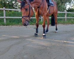 jumper Czwergy (German Sport Horse, 2016, from Carpe-Diem 2)