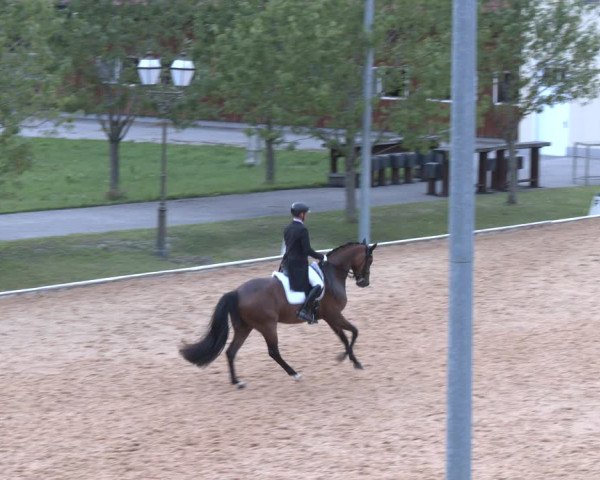 Reitturnier Wels 2023