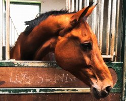 jumper Los Sander (Oldenburg show jumper, 2013, from Los Angeles)