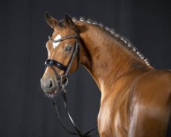 Deckhengst Hesselteichs Donnatello (Deutsches Reitpony, 2019, von HET Don´t forget me)