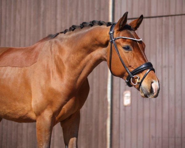 Dressurpferd Oakley v/d Debbehoeve (KWPN (Niederländisches Warmblut), 2019, von Expression)