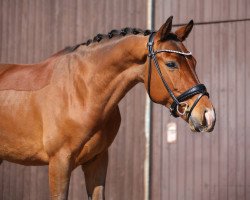 dressage horse Oakley v/d Debbehoeve (KWPN (Royal Dutch Sporthorse), 2019, from Expression)