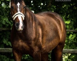 dressage horse Loyd 15 (German Warmblood, 2006, from Lauriston)