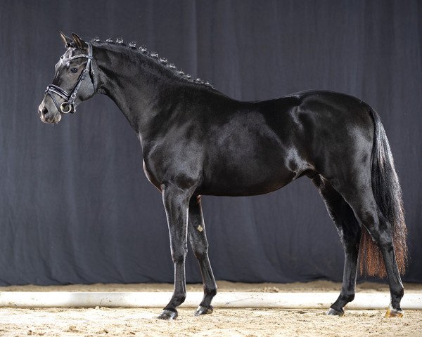 stallion Chameur San (German Riding Pony, 2019, from Cayuga San WE)