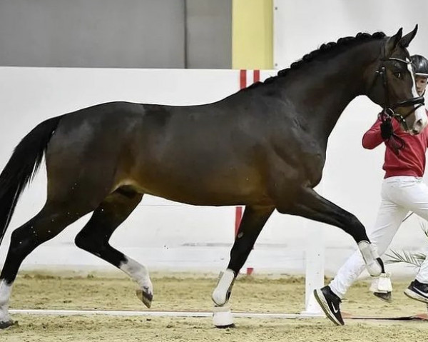 dressage horse El Camino FH (Austrian Warmblood, 2020, from Escamillo)