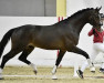 stallion El Camino FH (Austrian Warmblood, 2020, from Escamillo)