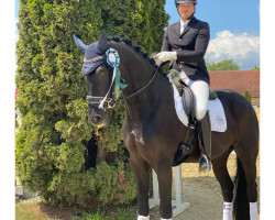 dressage horse Silberstern FH (Austrian Warmblood, 2018, from Secret)