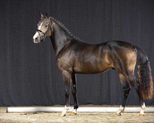 stallion Hotshot Von den Toskanaponys (German Riding Pony, 2019, from Herzkoenig NRW)