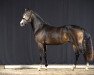 stallion Hotshot Von den Toskanaponys (German Riding Pony, 2019, from Herzkönig NRW)