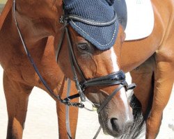 dressage horse Speed Up Pink Pearl (Traber, 2007, from Goetmals Wood (FR))