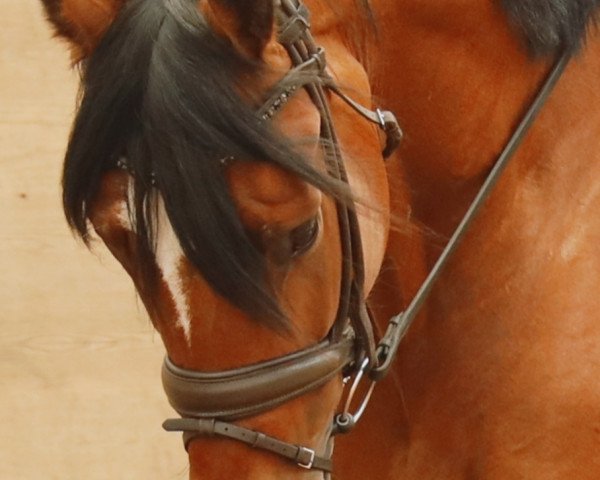 dressage horse TI Endless Love (German Sport Horse, 2018, from Erdinger)