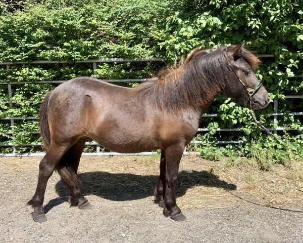 Pferd Kalor Octavius (Shetland Pony, 2020, von Ola´s Willi)