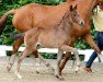 dressage horse Benno (Hanoverian, 2016, from Bon Coeur)