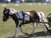 dressage horse Klaus 64 (Pony without race description, 2012)