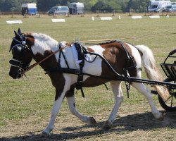 dressage horse Klaus 64 (Pony without race description, 2012)