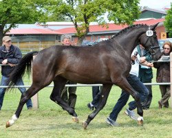 broodmare D'Esperanza (Hanoverian, 2007, from Desperados FRH)