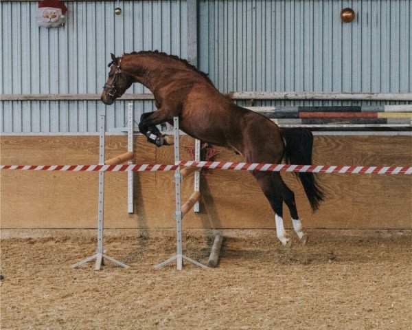 dressage horse Rzwo Dzwo (German Riding Pony, 2016, from Oosteinds Ricky)