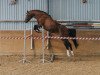 dressage horse Rzwo Dzwo (German Riding Pony, 2016, from Oosteinds Ricky)