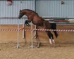 dressage horse Rzwo Dzwo (German Riding Pony, 2016, from Oosteinds Ricky)