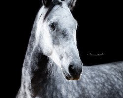 jumper Limbo Dancer 10 (Hungarian Warmblood, 2016)