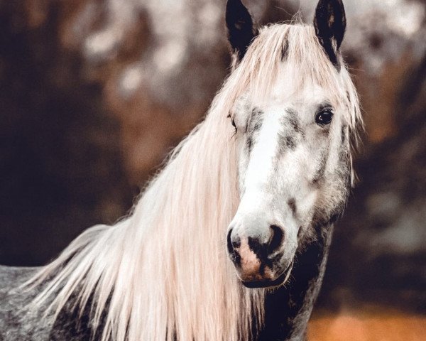 dressage horse Sweet Currant (Irish Draft Horse, 2016)