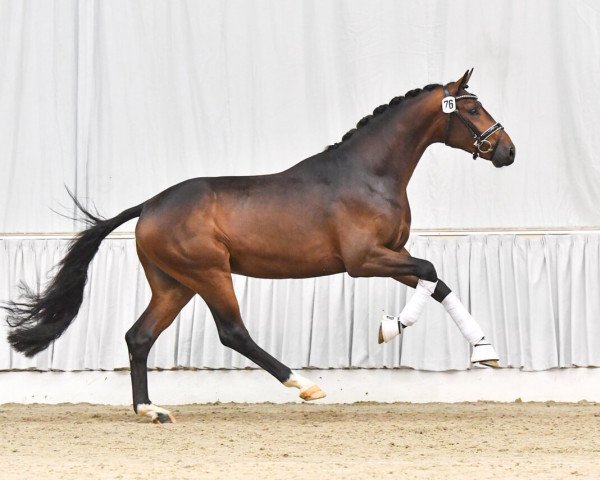 stallion Faszination de Malleret (Hanoverian, 2019, from Fürst Belissaro)