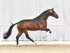 stallion Faszination de Malleret (Hanoverian, 2019, from Fürst Belissaro)