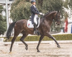 dressage horse Don Donington (Hanoverian, 2011, from Don Crusador)