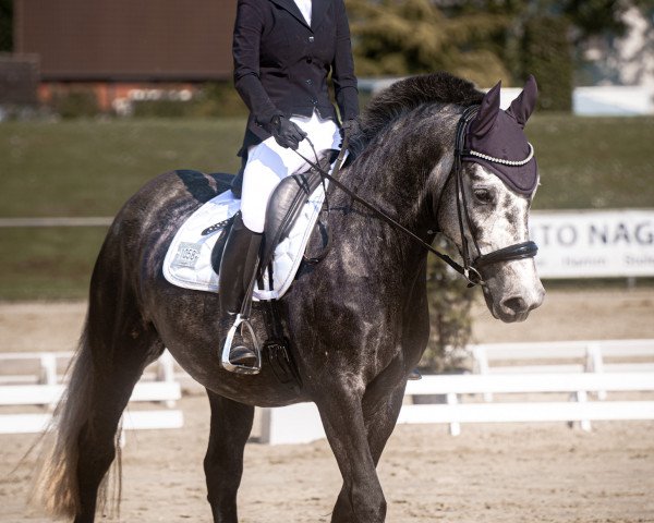 dressage horse Prinz (Polish Warmblood, 2017)