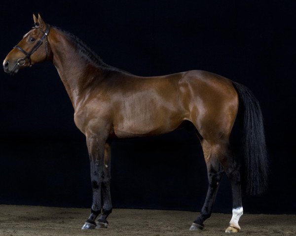 stallion Diamantino (Palomino, 2008, from Quaprice Z)