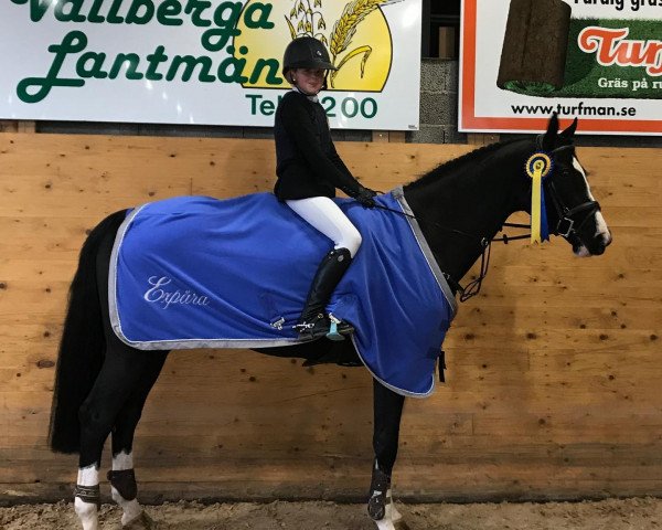 Springpferd Confidence CC (Schwedisches Warmblut, 2011, von Casall)