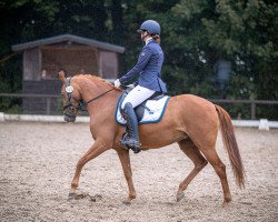 dressage horse Dancing Daisy (German Riding Pony, 2017, from Dancing Fox 2)