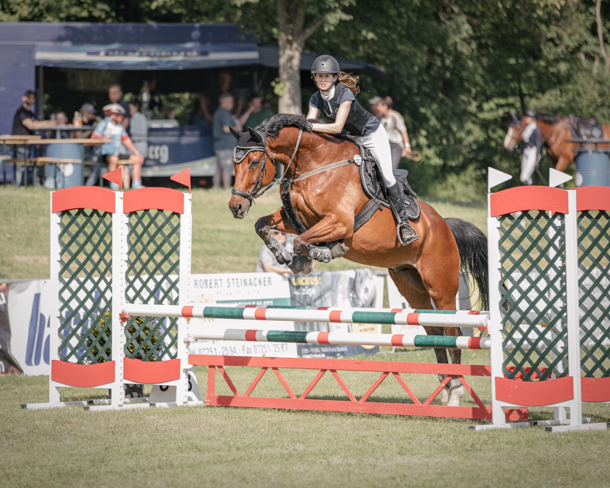 jumper Coscorn (Hanoverian, 2013, from Cosinhus)