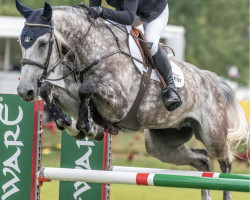 Springpferd Ccstud's Money Maker (Schwedisches Warmblut, 2017, von Bamako de Muze)